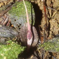 Cryptocoryne thwaitesii Schott
